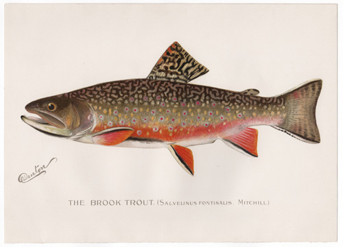 Denton fish lithograph from 1896